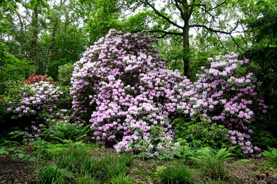Rhododendrons - RHS Garden Harlow Carr - North Yorkshire, England - DSC01167