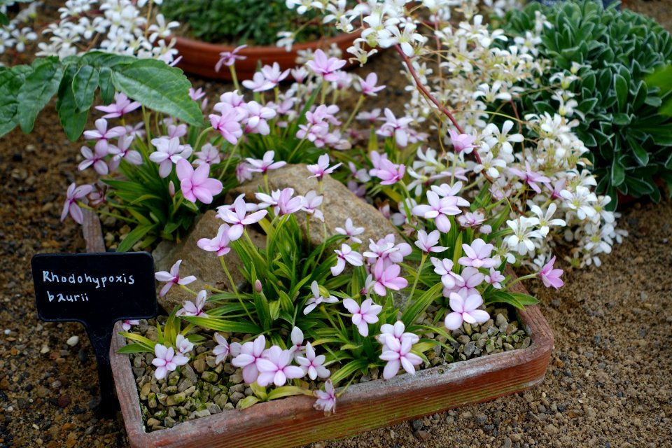 Rhodohypoxis baurii - RHS Garden Harlow Carr - North Yorkshire, England - DSC01516