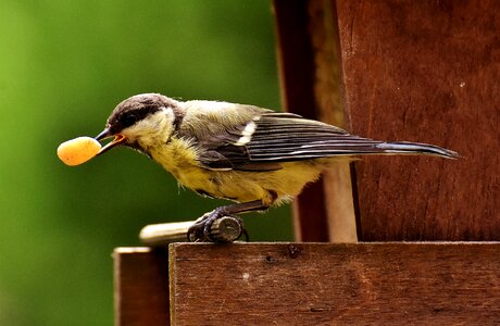 Feed bird nature photo