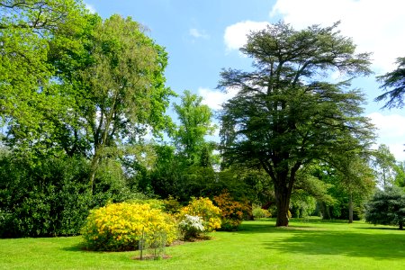 Rhododendrons - Bowood - Wiltshire, England - DSC00371