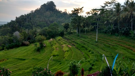 Rice field in Bali 3