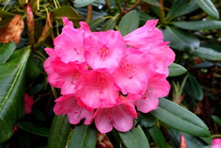 Rhododendron yakushimanum x Queen of Hearts - Exbury Gardens - Exbury, England - DSC03976