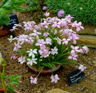 Rhodohypoxis baurii var. platypetala - RHS Garden Harlow Carr - North Yorkshire, England - DSC01469
