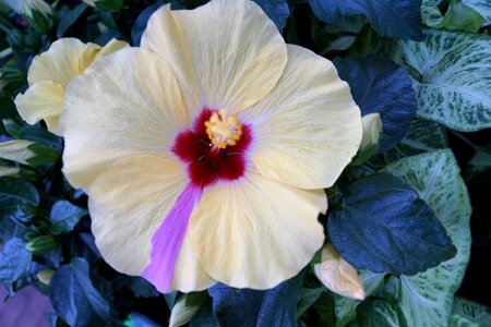 Symbol mallow blossom photo