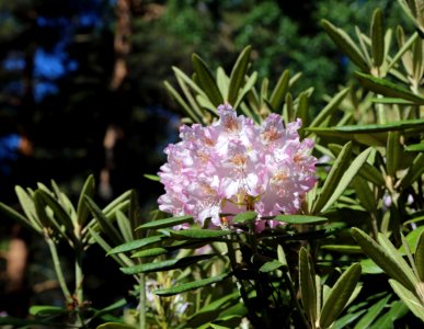 Rhododendron Tuiranpuisto Oulu 20180521 05