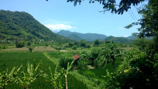 Rice field in Bali 2