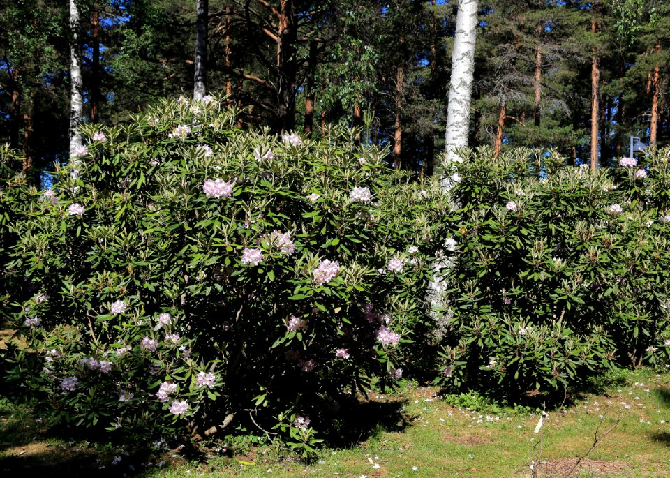 Rhododendron Tuiranpuisto Oulu 20180521 03