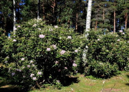 Rhododendron Tuiranpuisto Oulu 20180521 03