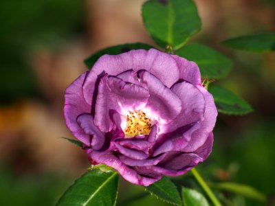 Rhapsody in Blue (rose)