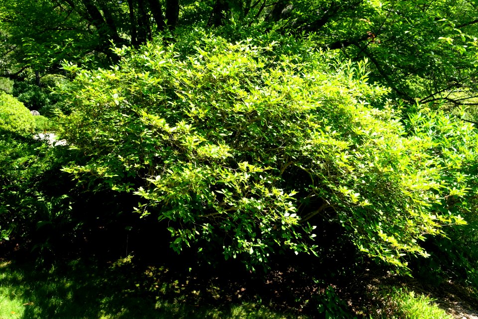Rhododendron yedoense var. poukhanense - Asticou Azalea Garden - Northeast Harbor, Maine - DSC03527