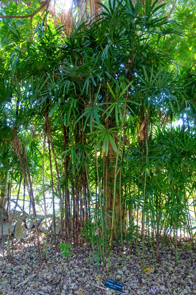 Rhapis excelsa - Marie Selby Botanical Gardens - Sarasota, Florida - DSC01264