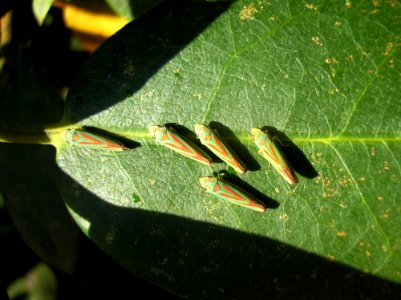 Rhododendroncicades (Graphocephala fennahi) - Kalheupink20061017 686