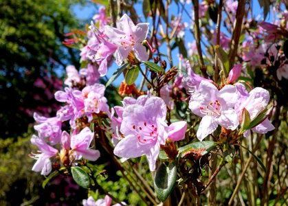 Rhododendron zaleucum - Caerhayes Castle gardens - Cornwall, England - DSC03172