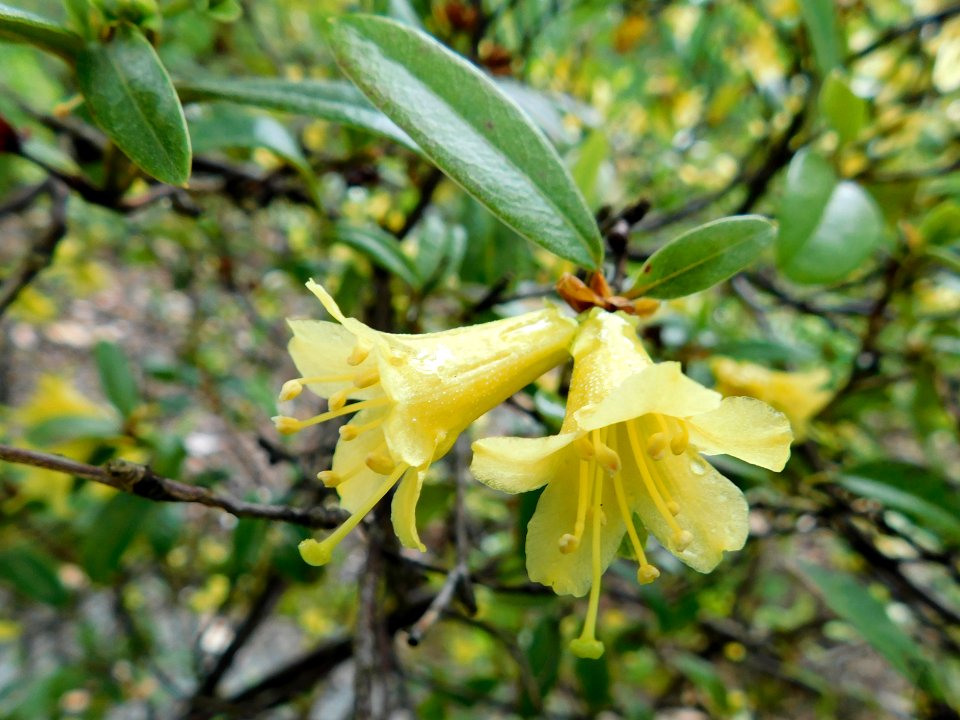 Rhododendron xanthostephanum