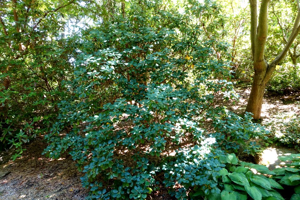 Rhododendron thomsonii - VanDusen Botanical Garden - Vancouver, BC - DSC07170