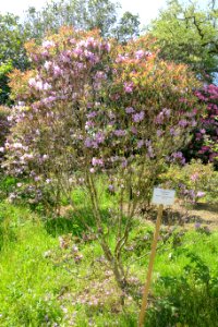 Rhododendron zaleucum - Caerhayes Castle gardens - Cornwall, England - DSC03168