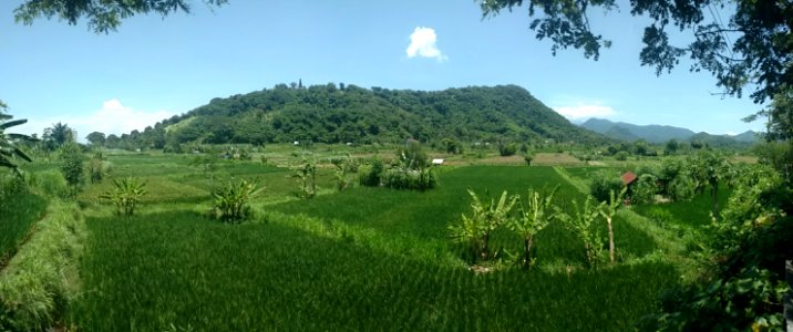 Rice field in Bali 8