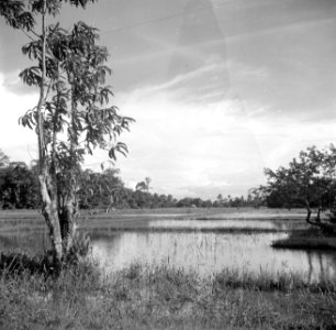 Rijstvelden in Suriname, Bestanddeelnr 252-6419