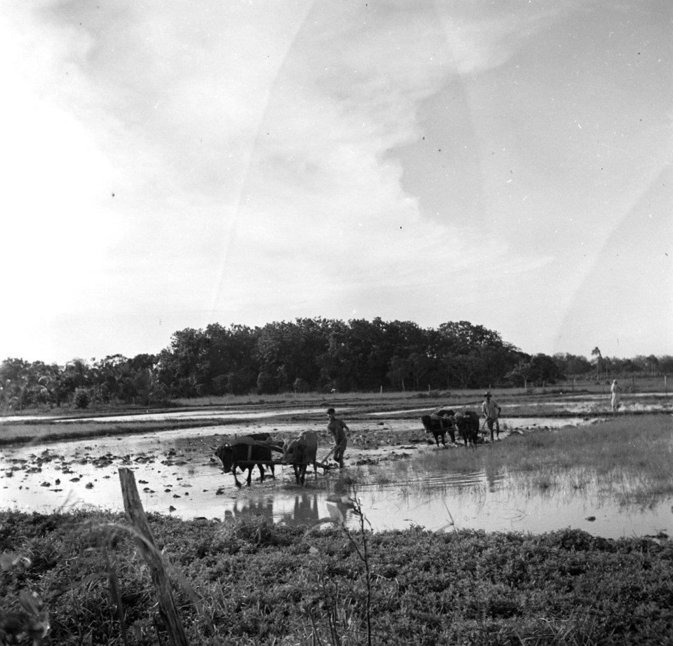 Rijstvelden bij Uitkijk in Suriname, Bestanddeelnr 252-6422