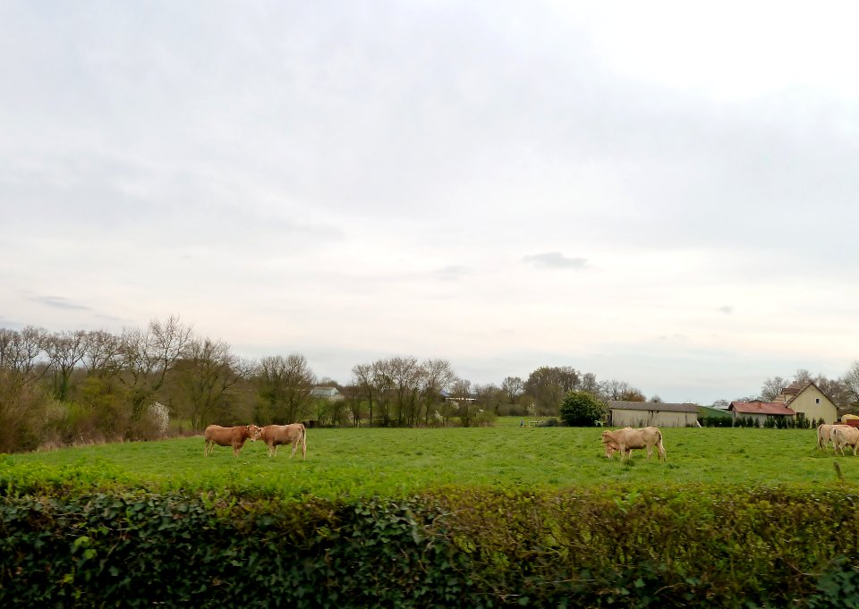 Ribarrouy vue 4