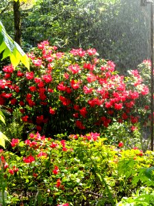 Rhododendrons, Botanischer Garten München-Nymphenburg - DSC07752