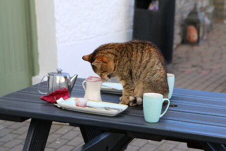 Coffee tee table photo