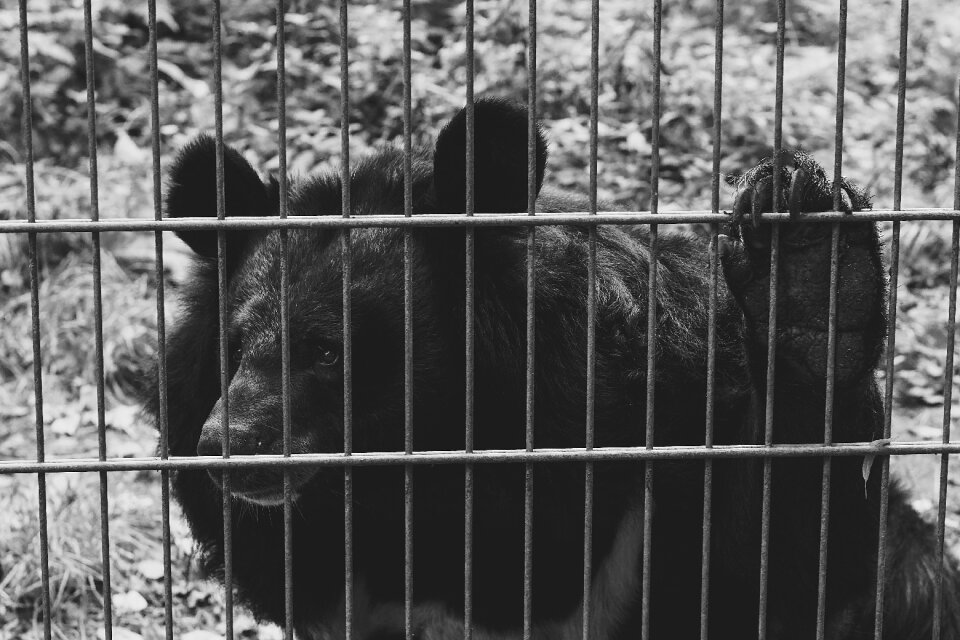 Sad black and white animals