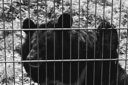 Sad black and white animals