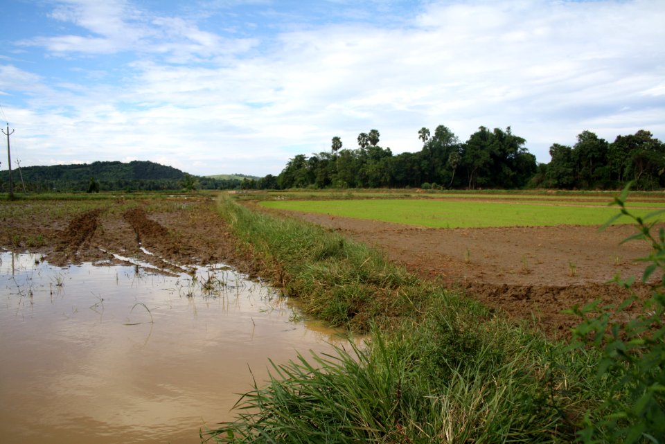 Rice Fields - Palakkad