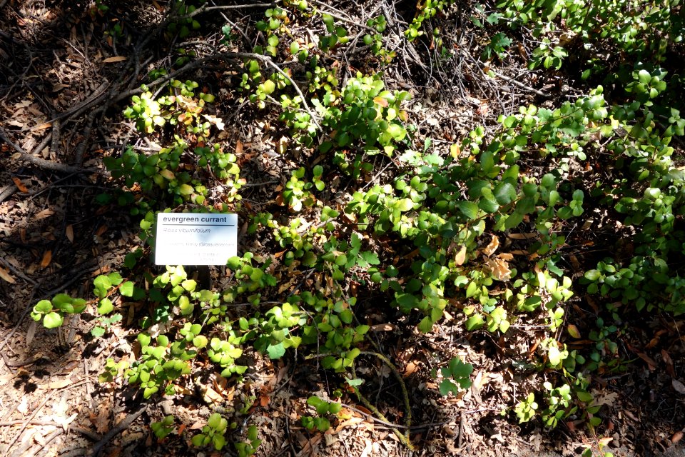 Ribes viburnifolium - UC Davis Arboretum - DSC03422
