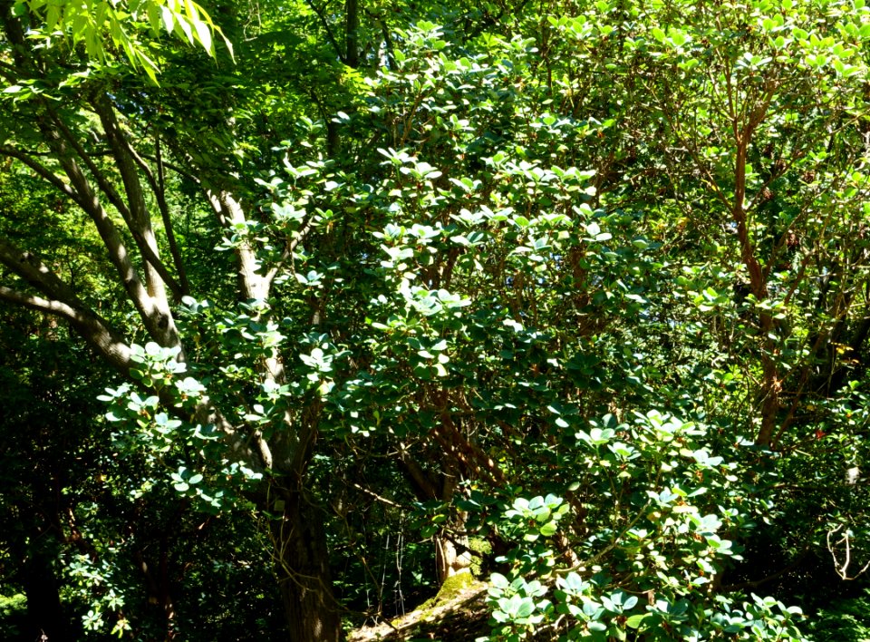 Rhododendron thomsonii - VanDusen Botanical Garden - Vancouver, BC - DSC07166