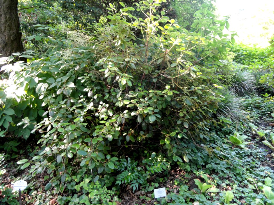 Rhododendron williamsianum - Botanischer Garten, Frankfurt am Main - DSC03367