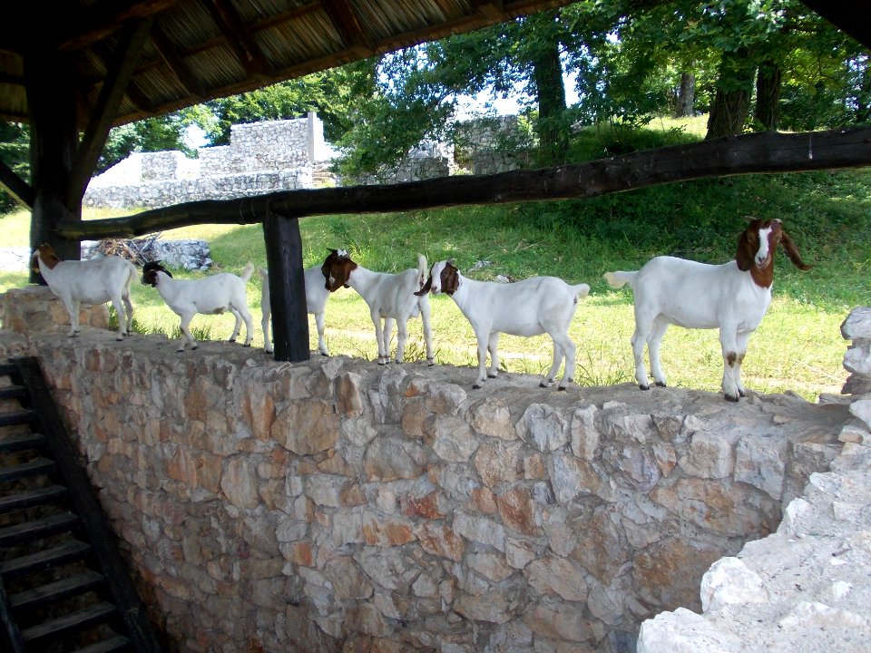 Rifnik Archeological Site 46