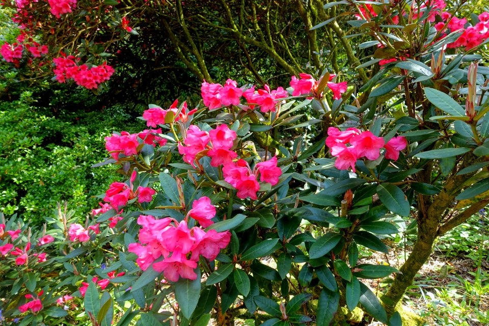 Rhododendrons - Trengwainton Garden - Cornwall, England - DSC02606