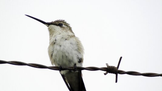 Bird animal hummingbird photo