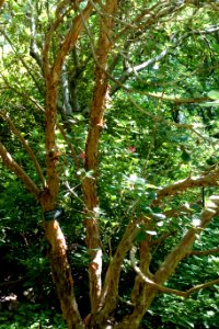 Rhododendron thomsonii - VanDusen Botanical Garden - Vancouver, BC - DSC07164