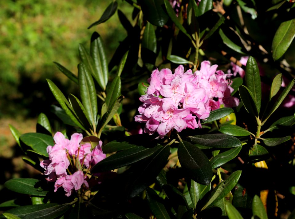 Rhododendron Tuiranpuisto Oulu 20180521 01