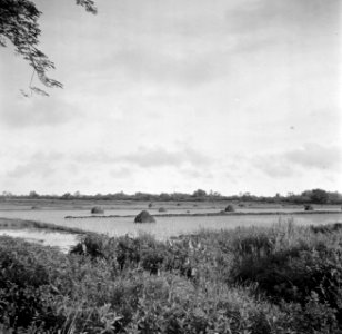 Rijstvelden in Suriname, Bestanddeelnr 252-6490