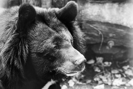 Sad black and white animals