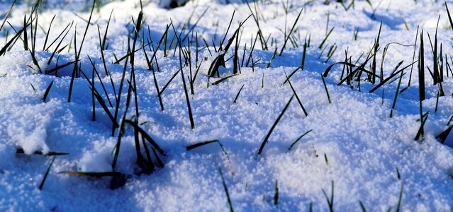 Blades of grass wintry white