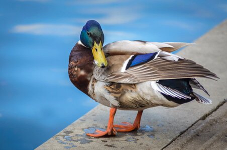 Fowl nature water photo