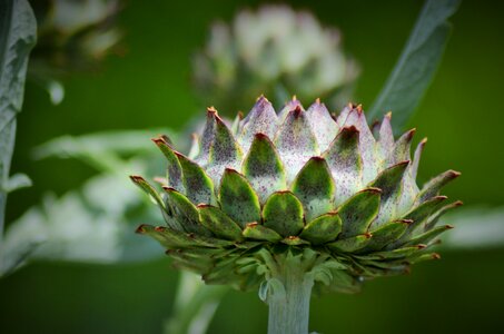 Flower plant macro