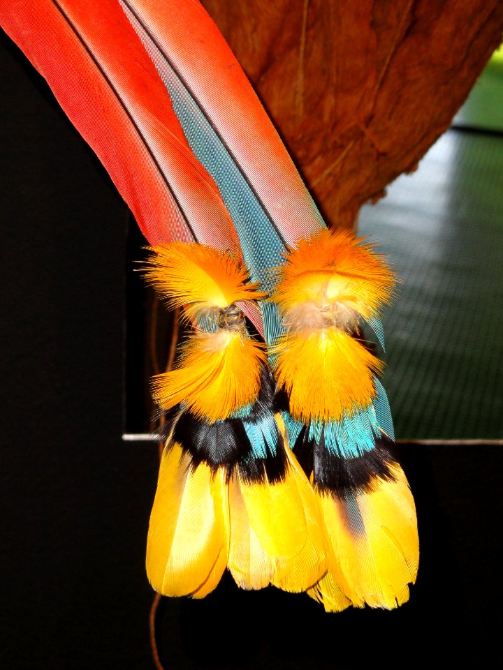 Rikbaktsa feathers - Memorial dos Povos Indígenas - Brasilia - DSC00529