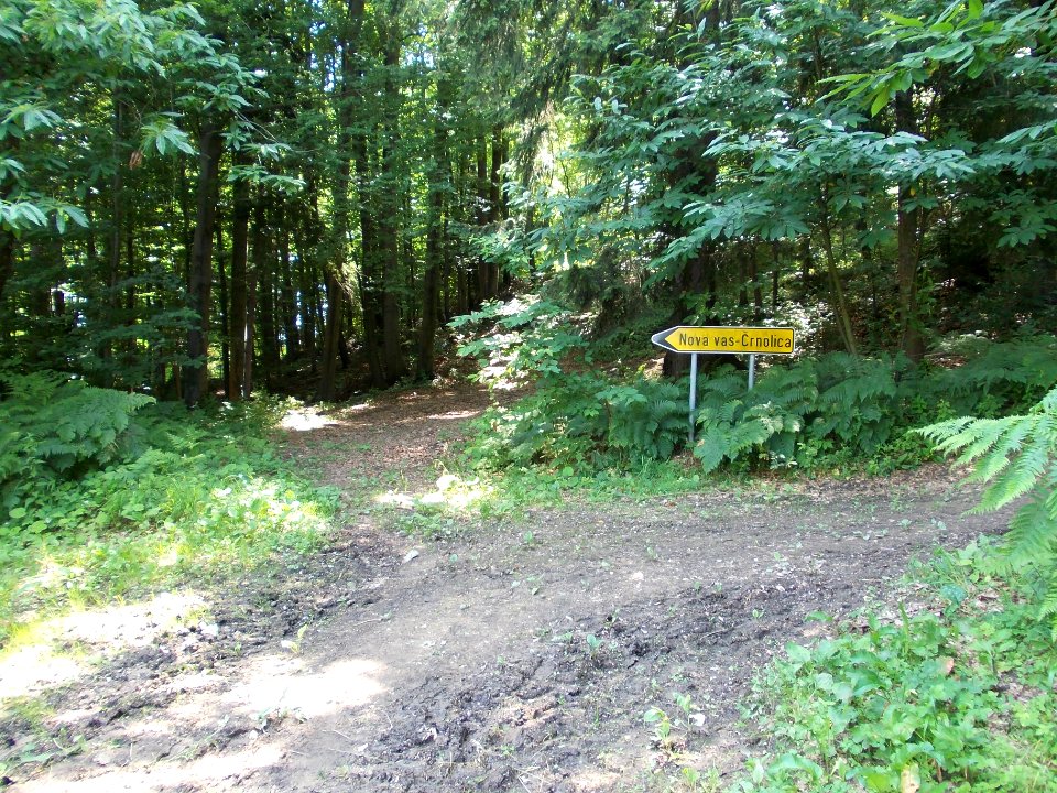 Rifnik Archeological Site 01