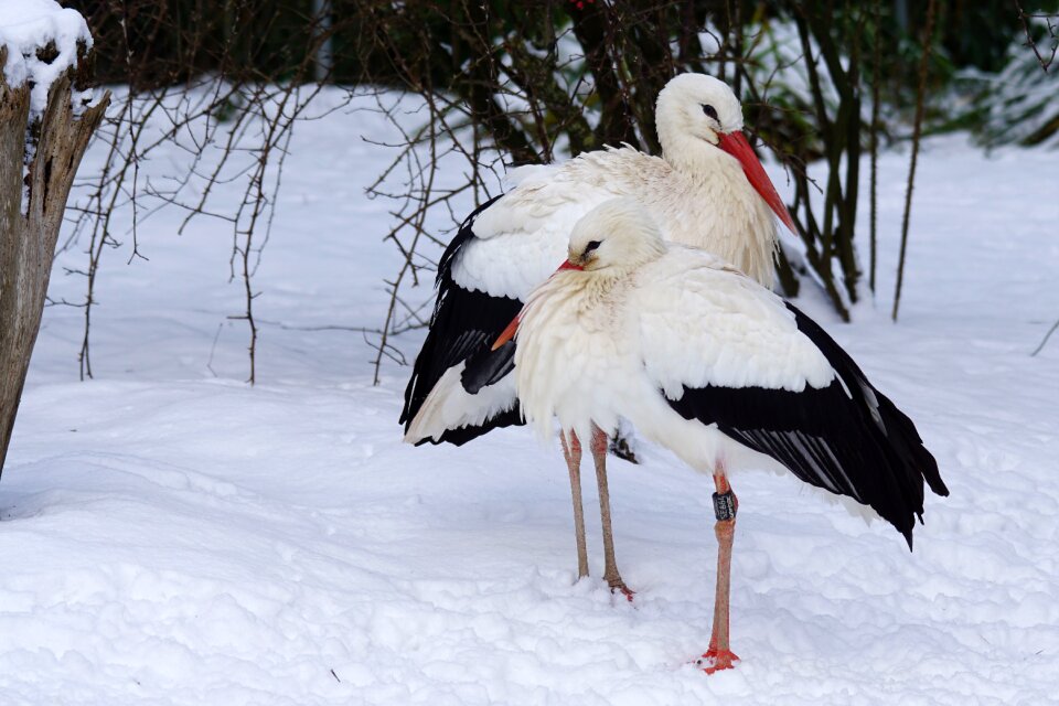 Bird winter snow