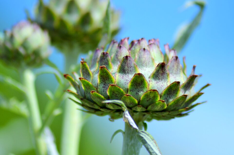 Flower plant macro