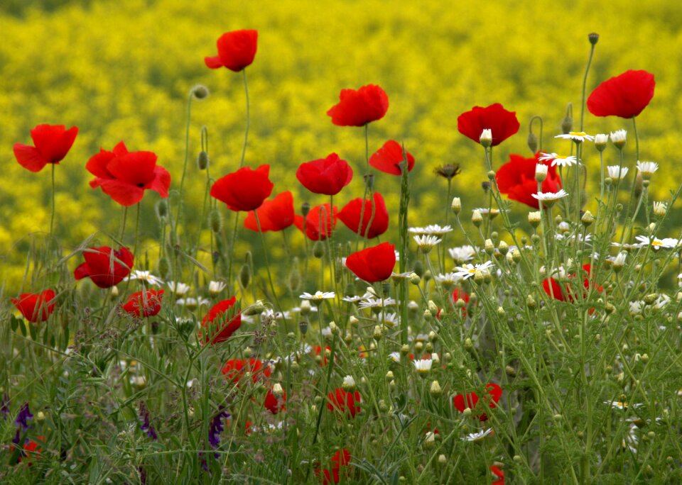 Flowers wild flower