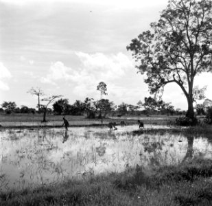 Rijstvelden bij Uitkijk in Suriname, Bestanddeelnr 252-6426