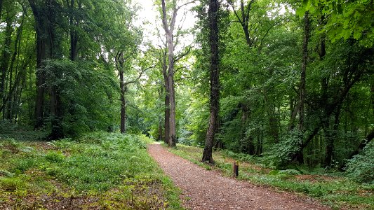 Rijckholt-bospad met linden in Savelsbos (2)