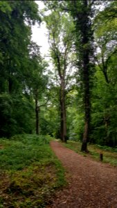 Rijckholt-bospad met linden in Savelsbos (1)
